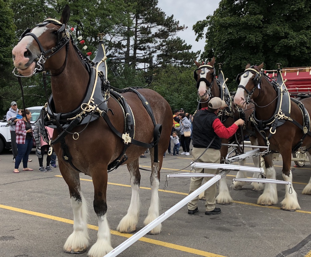 Clydesdales march into Lewiston