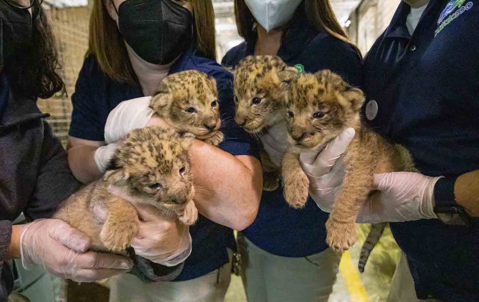 'Fab Four' in Buffalo: Zoo welcomes 4 lion cubs